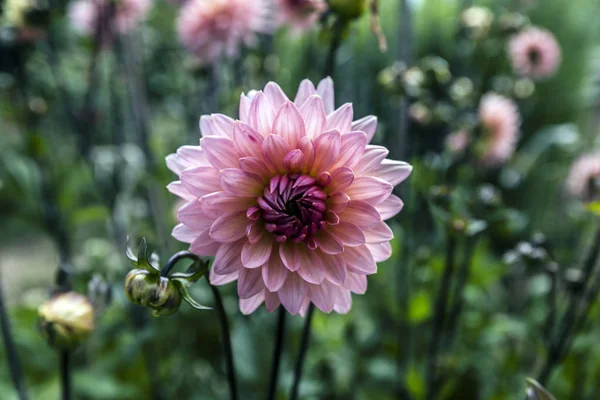 Büyük Pembe Çiçek Görünümünü Kapat — Stok fotoğraf