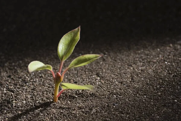 茶色の土から成長している若い緑の植物 — ストック写真