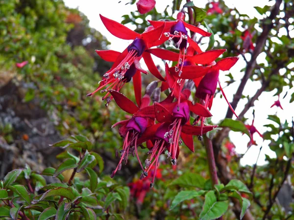 Hummingbird Fuchsia Hardy Fuchsia Una Especie Planta Con Flores Perteneciente —  Fotos de Stock