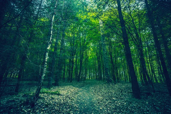Темний Ліс Зеленими Деревами Навесні — стокове фото