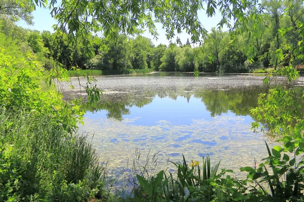 Imagen Paisaje Verano Con Lago Bosque — Foto de Stock