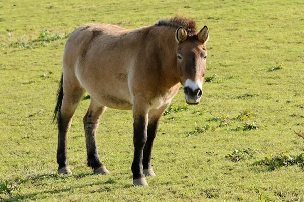 Κοντινό Σημείο Του Αλόγου Της Πόλης Equus Ferus Przewalskii — Φωτογραφία Αρχείου
