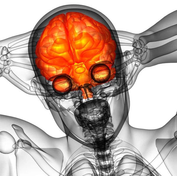 Medische Illustratie Van Hersenen Vooraanzicht — Stockfoto
