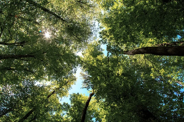 森林中的大树树干底部视图 上面有蓝色阳光明媚的天空 — 图库照片