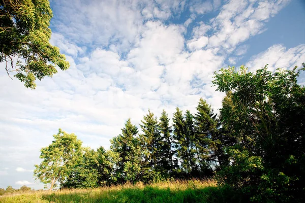 Grüner Wald Und Blauer Himmel — Stockfoto