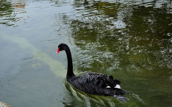 ポルトガル公園湖噴水や彫刻の木材の自然の風景 — ストック写真