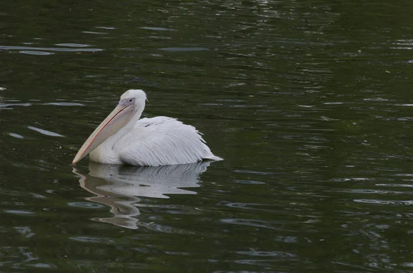 Один Белый Пеликан Спокойно Ждет Пруду — стоковое фото