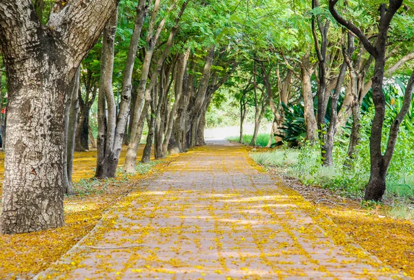 Caminho Com Árvore Lado Belas Flores Amarelas Chão Parque — Fotografia de Stock