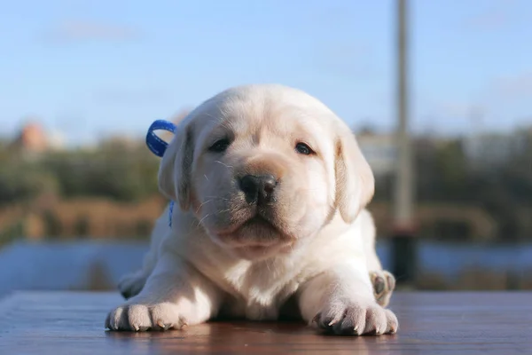 Cachorro Labrador Amarelo Mês Mesa Madeira Livre — Fotografia de Stock