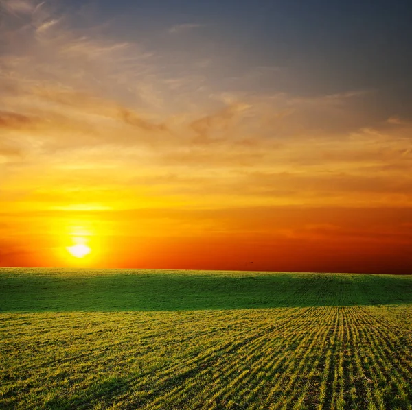 Останні Промені Сонця Над Зеленим Полем — стокове фото