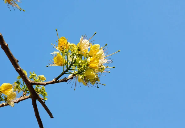Желтый Цветок Крупным Планом — стоковое фото