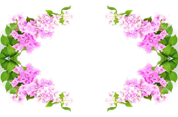 Blossom Rosa Bougainvillea Blomma Isolerad Vit Bakgrund — Stockfoto