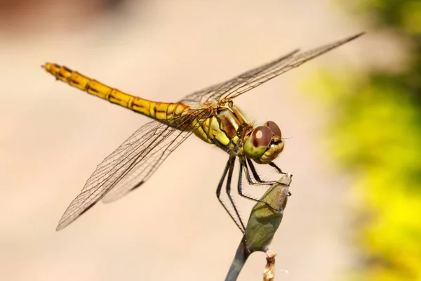 Foto Primer Plano Una Libélula Vagabunda Darter Sympetrum Vulgatum Descansando — Foto de Stock