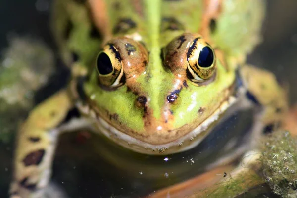 Green Frog Nature — Stock Photo, Image