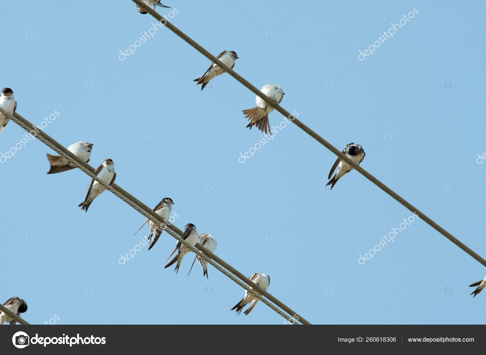 Birds Electric Wire Stock Photo by ©YAYImages 260618306