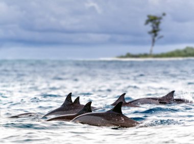 Pod of wild  spinner dolphins (Stenella longirostris) in shallow bays near Bird Island, Seychelles clipart