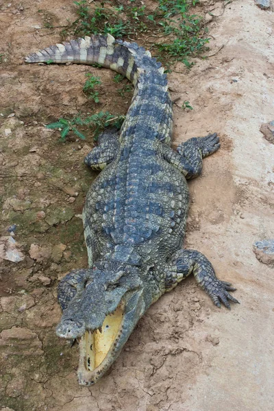 Krokodilok Napfény Nyitott Pofák Mellett — Stock Fotó