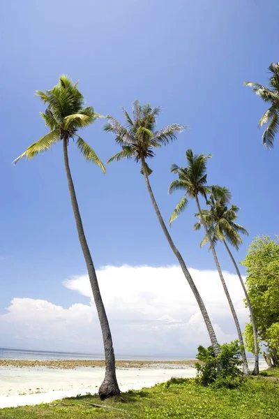 Imagen Cocoteros Una Remota Isla Tropical Malasia — Foto de Stock