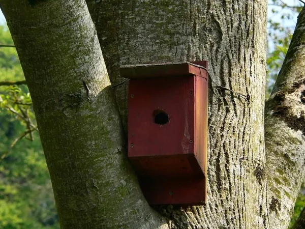 Een Vogel Nesten Vak Een Boom — Stockfoto