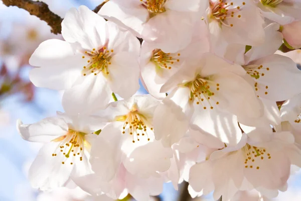 Tavaszi Cseresznyevirág Virágok Faágak — Stock Fotó