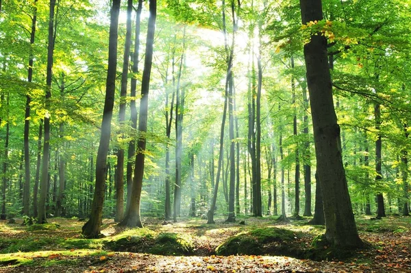 Eski Kayın Ormanı Polonya Otumnal Şafak — Stok fotoğraf