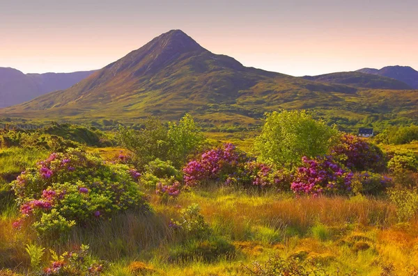 Été Connemara Galway Irlande Avec Fleurs Sauvages Herbe Bruyère — Photo