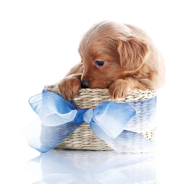 Puppy Basket Puppy Wattled Basket Bow Puppy Decorative Doggie Decorative — Stock Photo, Image