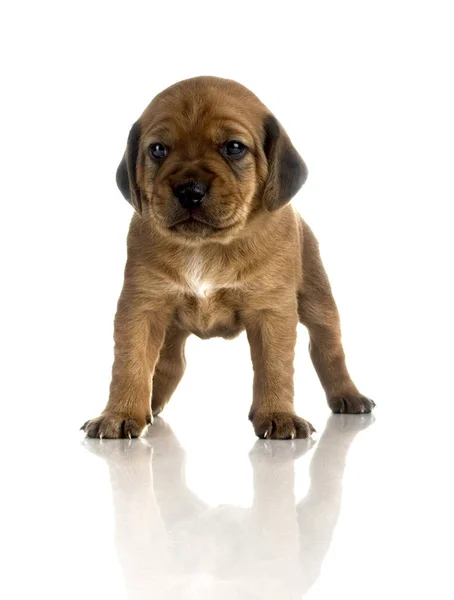 Kleine Niedliche Welpen Isoliert Auf Weißem Hintergrund — Stockfoto