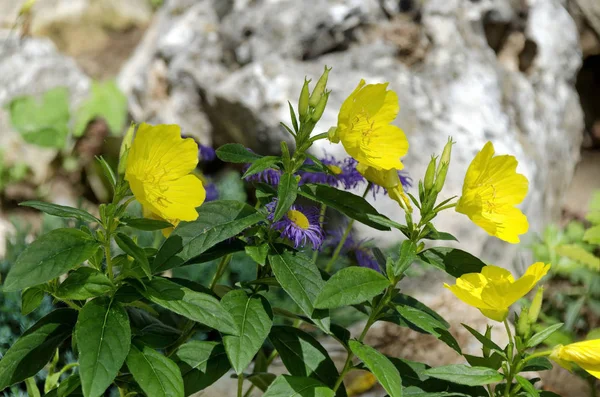 Part Public Gardens Peshtera Town Rockery — Stock Photo, Image