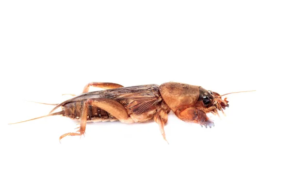 Mole Cricket Isolated White Background Gryllotalpidae — Stock Photo, Image