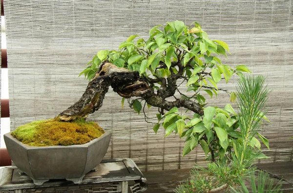 Bonsai Miniatűr Ablakon — Stock Fotó