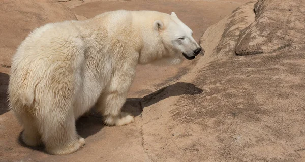 Questa Una Foto Orso Ghiaccio Una Roccia — Foto Stock