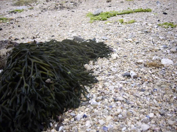 ビーチで海藻 日中の日本 — ストック写真
