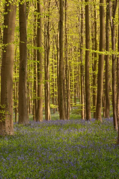 Natura Fresca All Inizio Della Primavera Una Foresta — Foto Stock