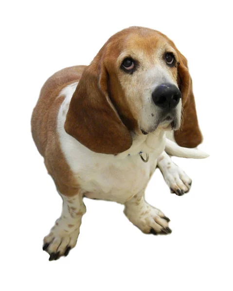 Basset Hound Białym Tle — Zdjęcie stockowe