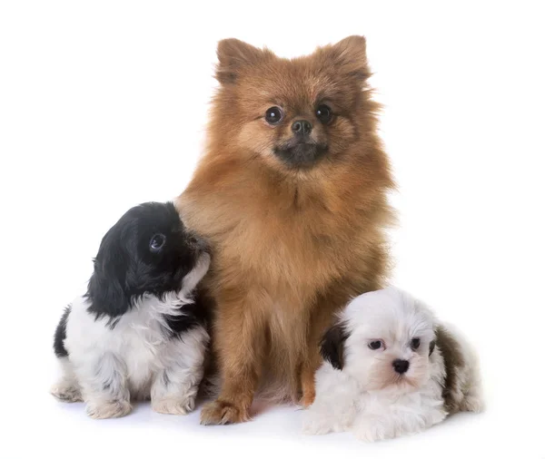 Cachorros Shih Tzu Spitz Frente Fondo Blanco — Foto de Stock