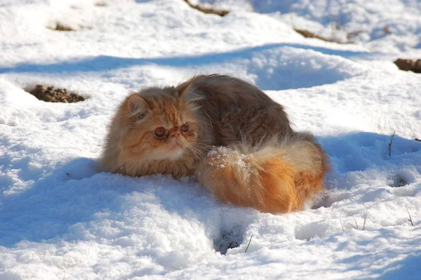 Κόκκινη Περσική Γάτα Στο Χιόνι — Φωτογραφία Αρχείου