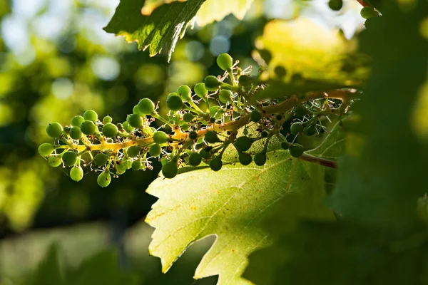 Pequeño Racimo Verde Uvas Hojas Viñedo Contraluz — Foto de Stock