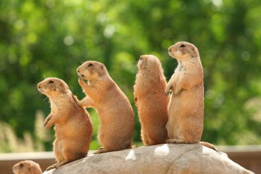 GRoup of prairie dogs standing on top of rock clipart