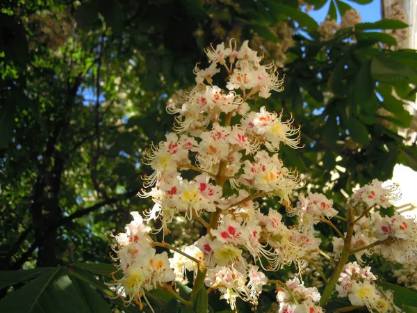 Virágok Gesztenyefán Castanea Tavasszal — Stock Fotó