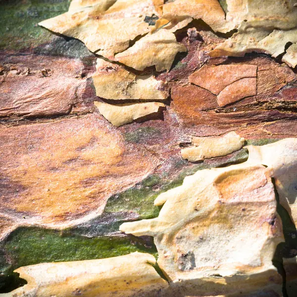 Textura Madera Vieja Para Fondo Serie Naturaleza —  Fotos de Stock