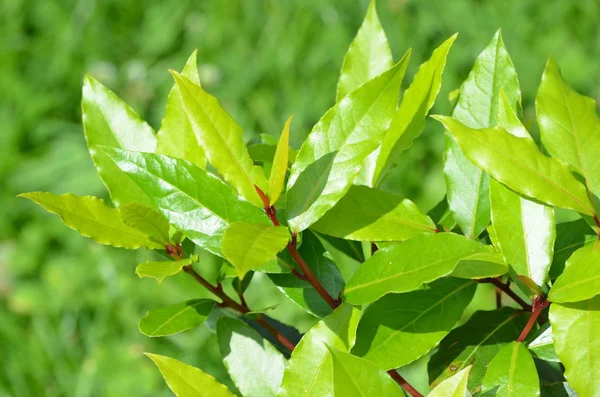 Close View Van Verse Groene Bladeren Gestructureerde Achtergrond — Stockfoto