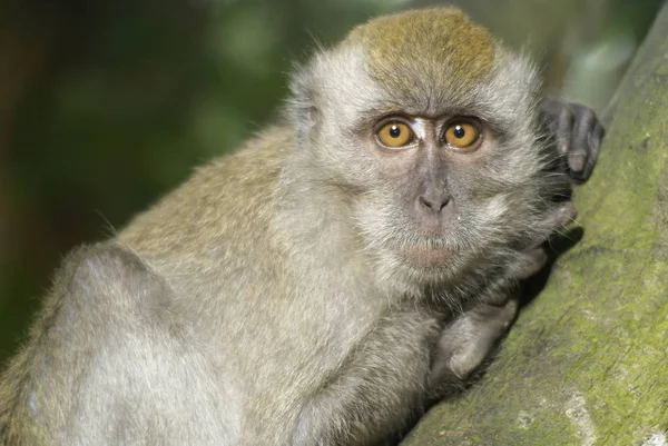 Monkey Resting Portrait Tree Branch Looking You — Stock Photo, Image