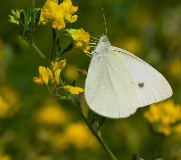 Butterfly Pieris Napi Egy Sárga Virág — Stock Fotó