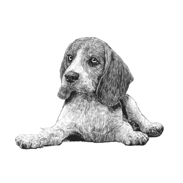 Obraz Beagle Ręcznie Rysowane Wektor — Zdjęcie stockowe