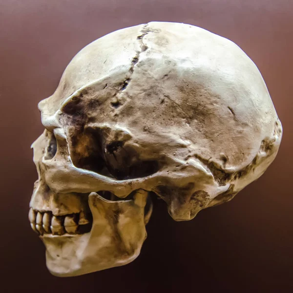 Side profile view of human skull on black