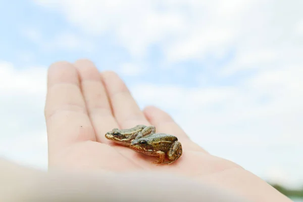 stock image small frog rescued from a busy road on hand as a background, nature series