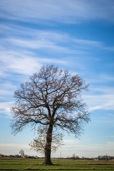 Vecchio Grande Albero Sfondo Colore Con Cielo Blu — Foto Stock