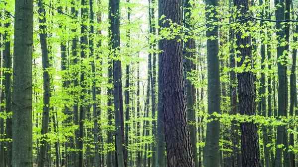 Landskap Ung Grå Skog Med Gröna Träd Naturserie — Stockfoto
