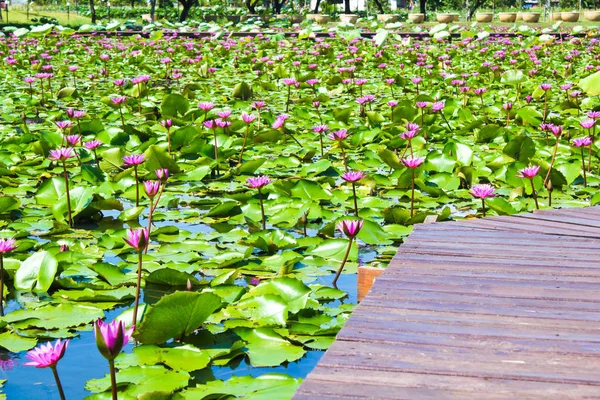 Camino Madera Largo Del Estanque Loto Parque — Foto de Stock